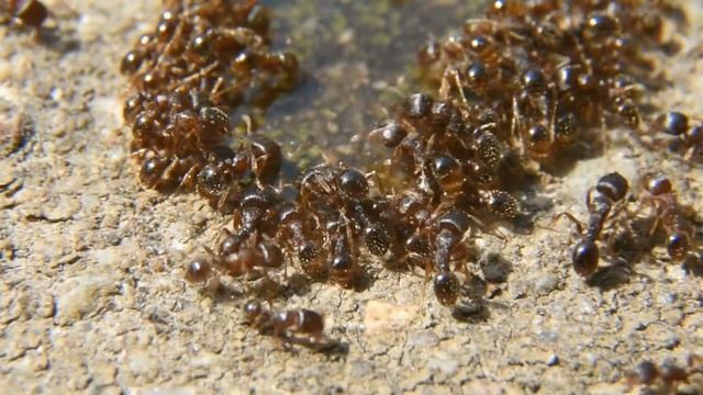 Tetramorium sp. in the wild смотреть онлайн