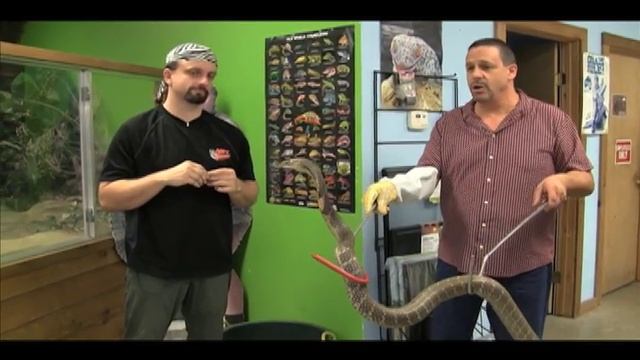 King Cobra: World's Most Intelligent Serpent смотреть онлайн