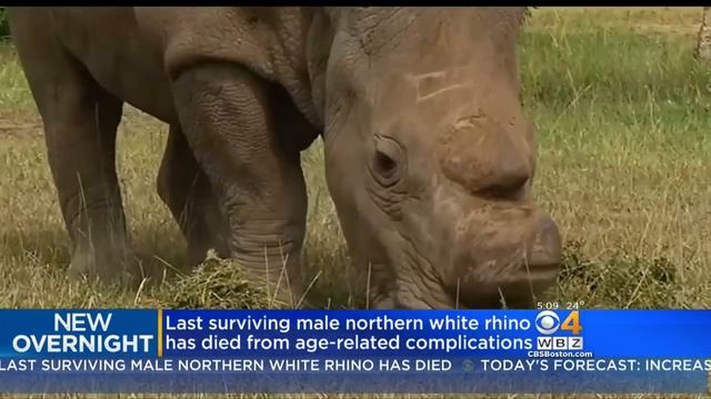 World's Last Male Northern White Rhino Dies смотреть онлайн