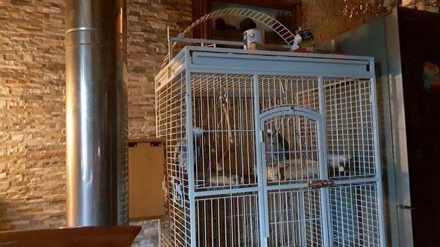 Григорий ругается смотреть онлайн
