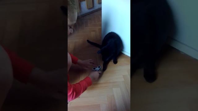Не только люди любят спиннеры! смотреть онлайн