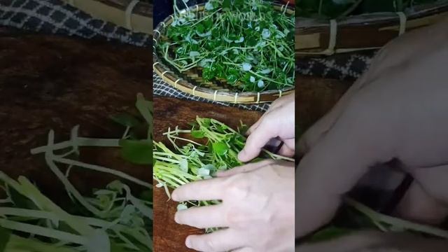 🌿🩺Ulasimang Bato For Gout And Arthritis. DOH Approved Herbal Medicine. #herbalmedicine