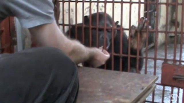 Chimps Show Their Smarts | Science News