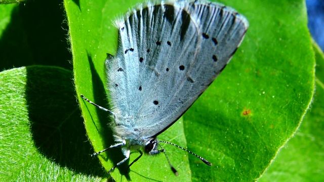 Lorquin's Blue (Cupido lorquinii) - Close-up ⁴ᵏ ᵁˡᵗʳᵃ ᴴᴰ смотреть онлайн