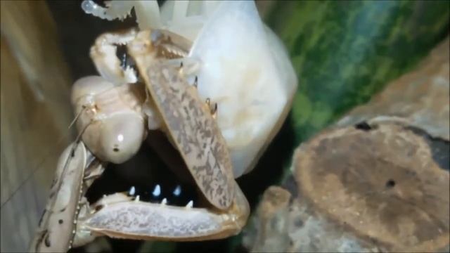 MANTIDEN : Hymenopus coronatus - Prohierodula picta - Deroplatys lobata смотреть онлайн