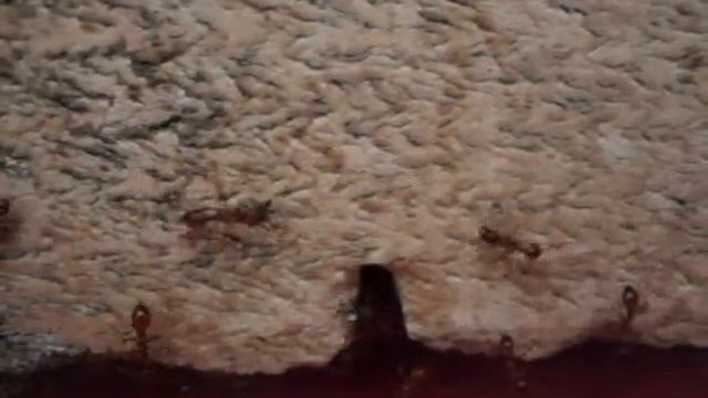 Manica rubida spring 2016 смотреть онлайн