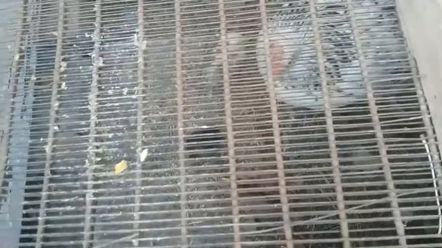 Что нового в хозяйстве? смотреть онлайн