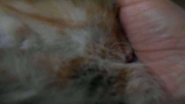 Согрей мой носик!:) Кошка Подушка. смотреть онлайн