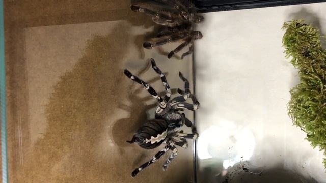 P regalis First Pairing смотреть онлайн
