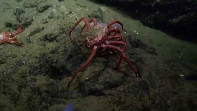 Consciousness and Carcinization смотреть онлайн