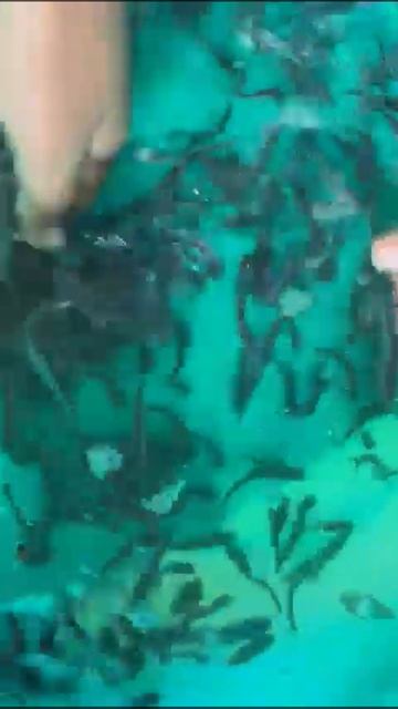 1000 line pangasius fish seeds смотреть онлайн