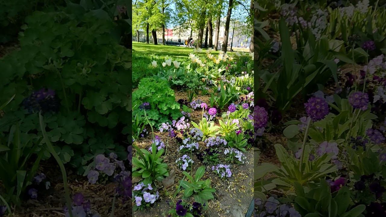 Михайловский сад в Санкт-Петербурге смотреть онлайн