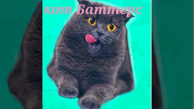 мой самый любимый канал кот Баттерс