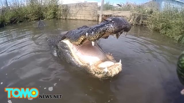 Alligator bites watermelon, swimming with dolphins and a basking shark bumps into boat - TomoNews смотреть онлайн