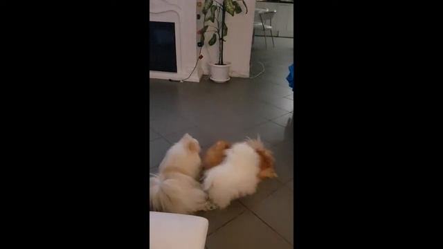 Evening games!!! Pomeranians best friends!!)) смотреть онлайн