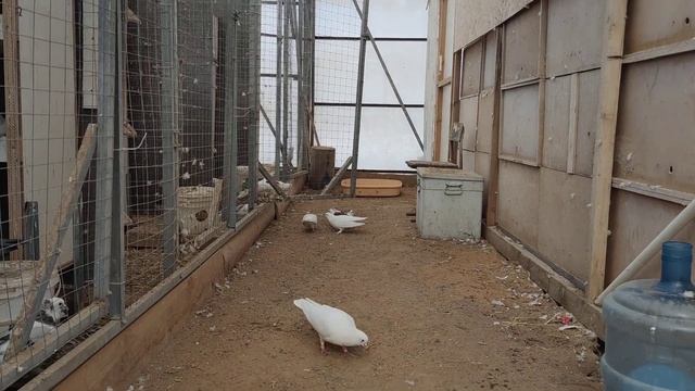 Pigeons смотреть онлайн