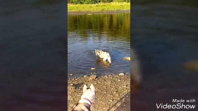 Идем на дрессировку смотреть онлайн