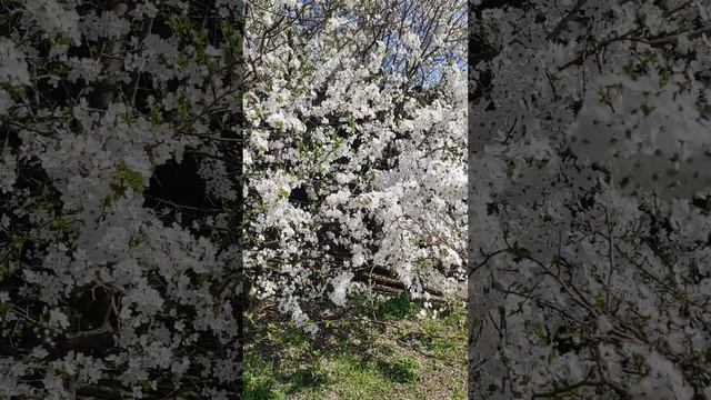 Цветение деревьев. На юге весна.