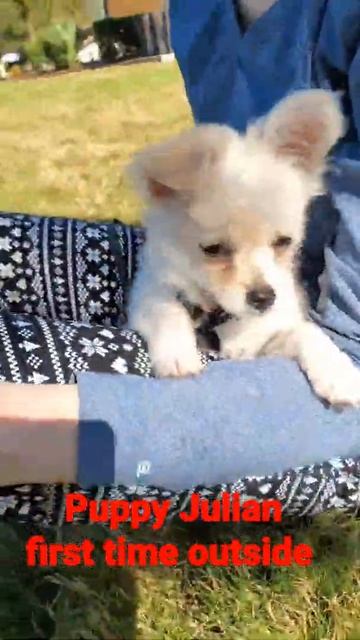 Pomchi Puppy Julian first time outside смотреть онлайн