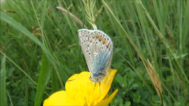 Butterfly - Het Icarusblauwtje - Polyommatus icarus. смотреть онлайн