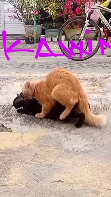 Video Shorts# Kucing Lagi Kawin#shorts, Video Shorts# Videos# Viral Dapat Uang