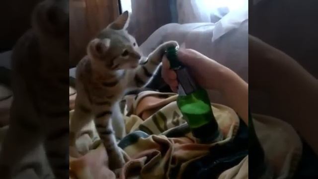 Кот-открывашка. Прикол. смотреть онлайн