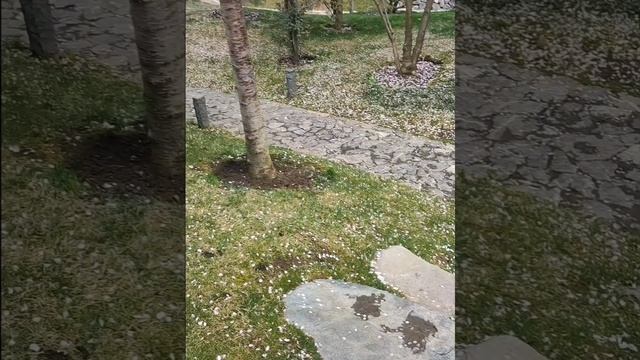 Японский мост и пруд с черепахами и рыбками. смотреть онлайн