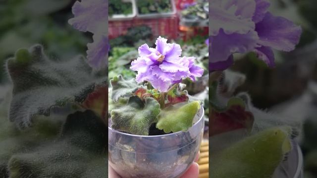 African violet - small size смотреть онлайн