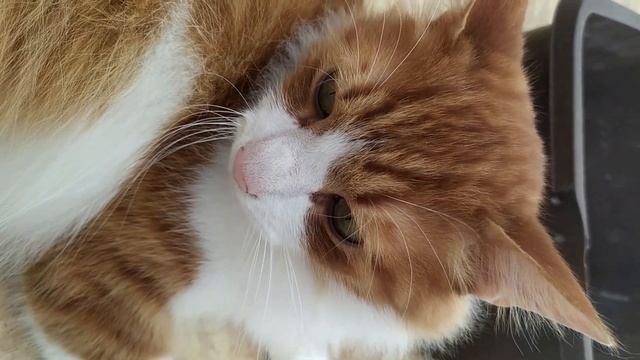 Пять важных вопросов о кошках. #cats #pets #котики #meow смотреть онлайн