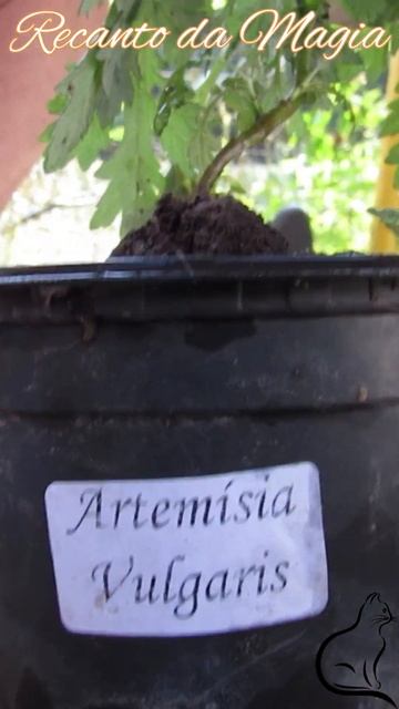 Artemísia A Magia Feminina