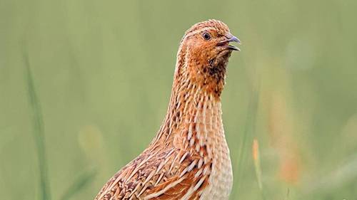 ПЕНИЕ ДИКОГО ПЕРЕПЕЛА