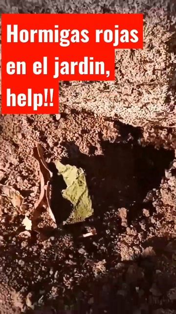 Como erradicar plagas de hormigas rojas del jardin sin polvos quimicos? Tips plis. #youtubeshorts смотреть онлайн