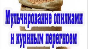 Мульчирование огорода с опилками и куриным перегноем.