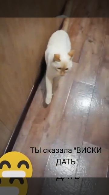 Что делает кошачья мята смотреть онлайн