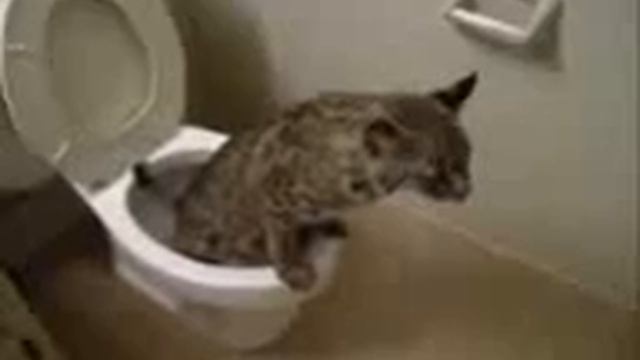 коты пердуны смотреть онлайн