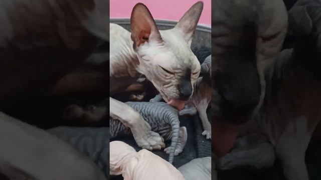 кошка сфинкс ухаживает за котятами смотреть онлайн