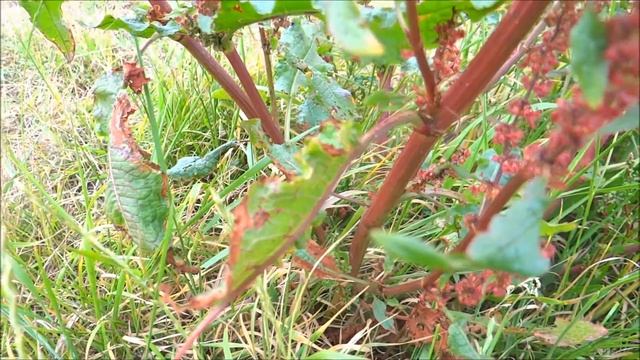 Veldzuring (Rumex Acetosa) - 2015-06-28