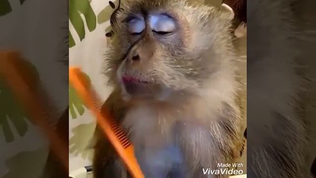 Моя домашняя накрашеная обезьяна! смотреть онлайн