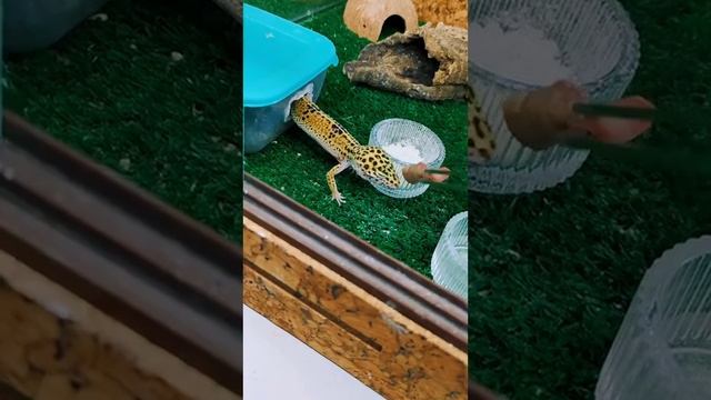 виды ящериц смотреть онлайн