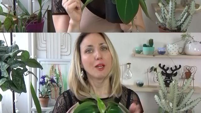 Peperomia Maculosa : Conseils de culture + Concours sur Instagram смотреть онлайн