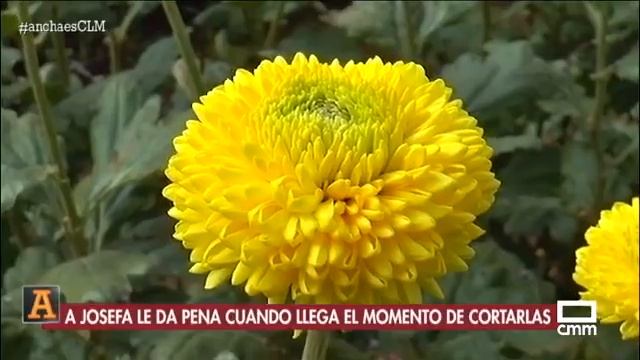 El vivero de Ontur a pleno rendimiento estos días | Ancha es Castilla-La Mancha - CMM смотреть онлайн