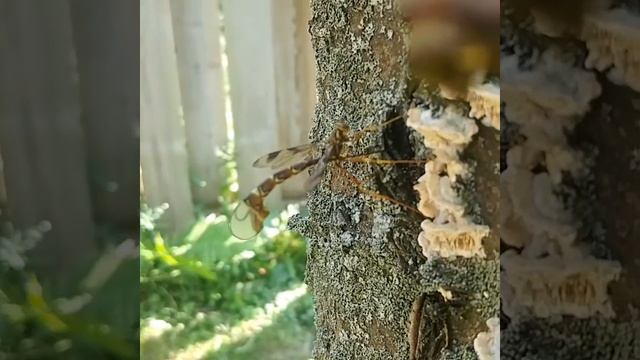 Parasitic Wasp- Thunder Bay, Ontario смотреть онлайн