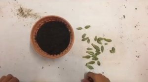 Plant Propagation (Lateral Vein Leaf Cutting)