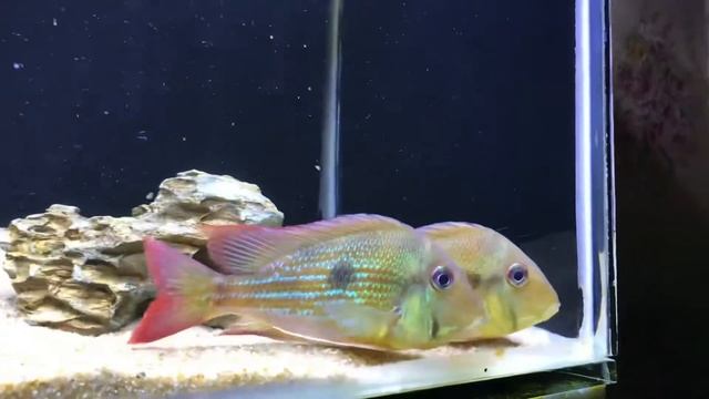 IKAN CICHLID PALING ANGGUN!! Geophagus Winemilleri смотреть онлайн