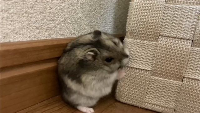 [Jan] Your Hamster Find A Snail And ... смотреть онлайн