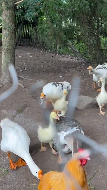 Деревенское утро🐣 смотреть онлайн