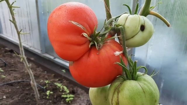 Какие сорта томатов созревают первыми. смотреть онлайн