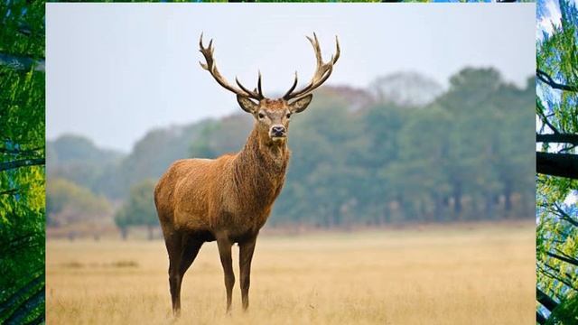 Дует Шаринци - Снощи си мале. смотреть онлайн