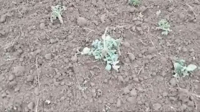 Культиватор Case IH Tiger Mate 255