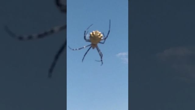 пауки, кругом пауки. смотреть онлайн